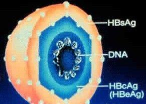 HBV-DNA是什麼