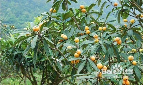 太姥山遊玩攻略