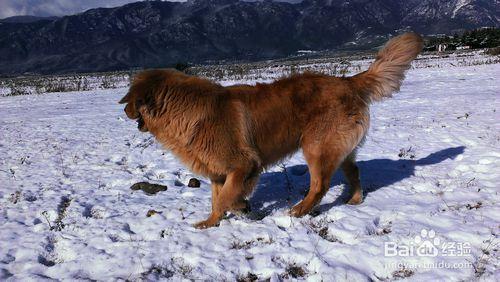 小公寓如何養大型犬