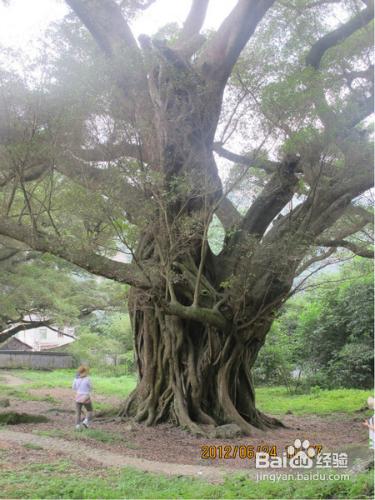 太姥山遊玩攻略