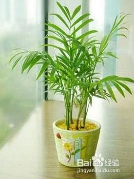 防輻射的植物有哪些，什麼植物可以防輻射