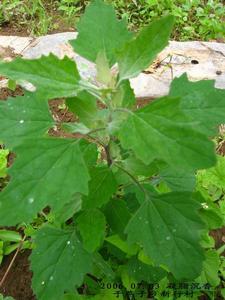 野菜，新鮮又健康