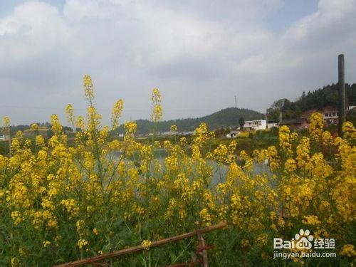 春天踏青，喜歡油菜花的你不要錯過