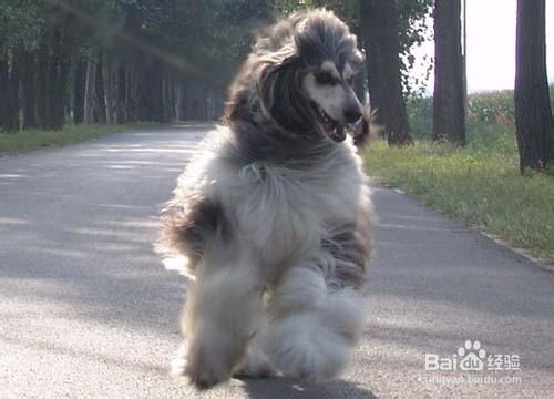 阿富汗犬發情期護理知識