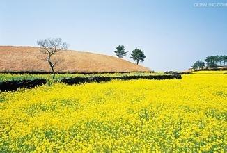 4月賞花去哪裡？