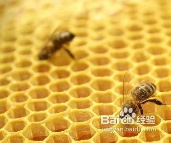 蜂膠的作用與功效，解答能否起到美容養顏的作用