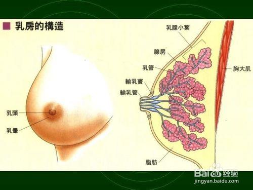 哺乳期漏奶怎麼辦？