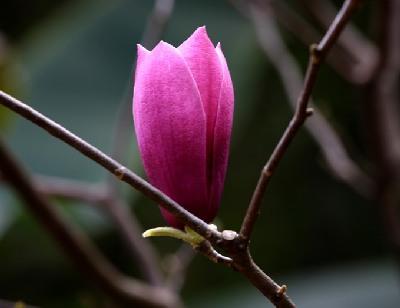 五月北京植物園賞花攻略