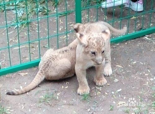 節假日去哪兒玩兒：[1]大興野生動物園