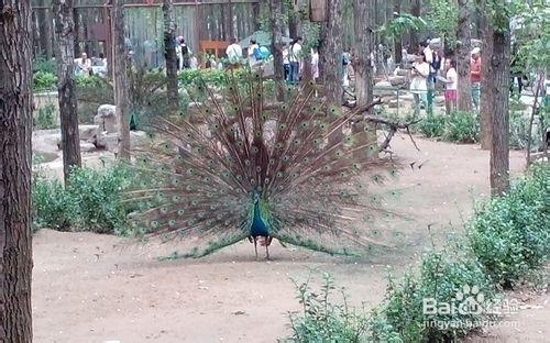 節假日去哪兒玩兒：[1]大興野生動物園