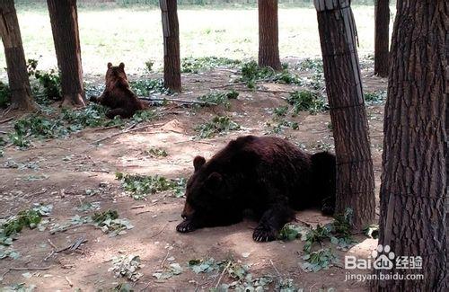 節假日去哪兒玩兒：[1]大興野生動物園