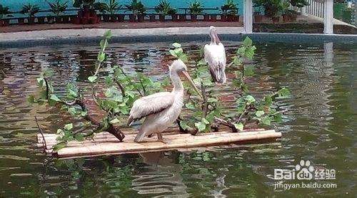 節假日去哪兒玩兒：[1]大興野生動物園