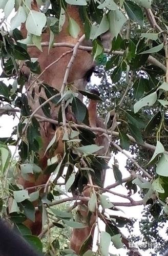 節假日去哪兒玩兒：[1]大興野生動物園