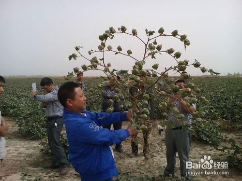 如何種植晶華棉種高產量，表現結鈴性強