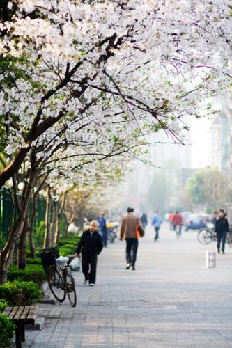 上海櫻花觀賞地推薦