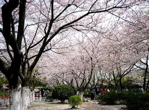 上海櫻花觀賞地推薦