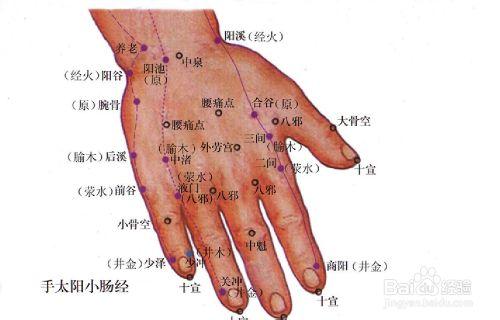 手太陽小腸經圖解