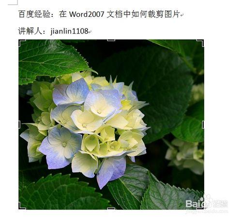 在Word2007文件中如何裁剪圖片