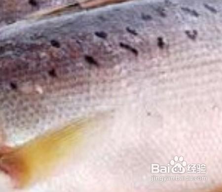 【生活】怎樣分辨油魚和鱈魚