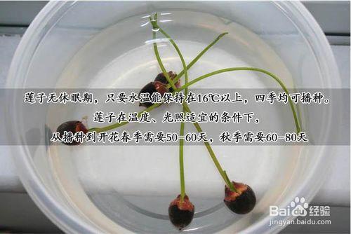 水培植物 碗蓮種子 迷你睡蓮種子 四季播種