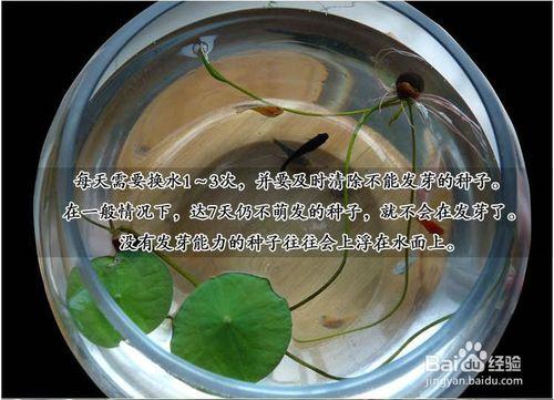 水培植物 碗蓮種子 迷你睡蓮種子 四季播種