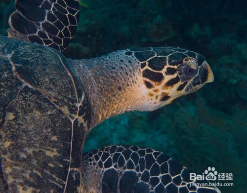 一起來了解海洋動物“玳瑁”！