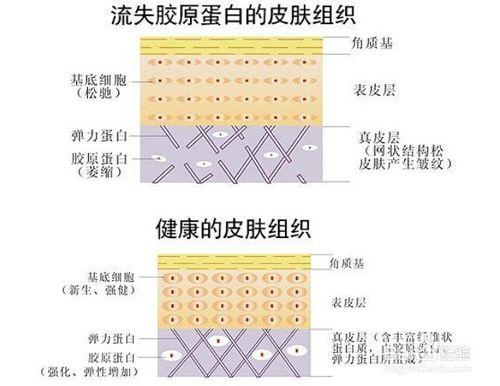 膠原蛋白的作用與重要性，你所不知道的！