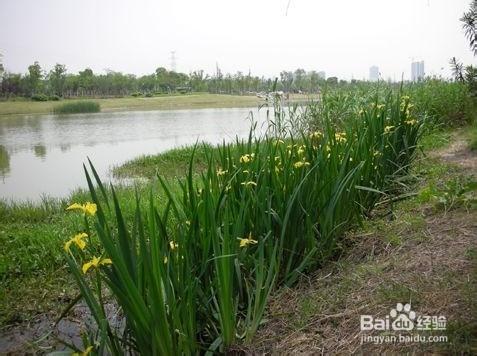 流鼻血吃什麼藥好？