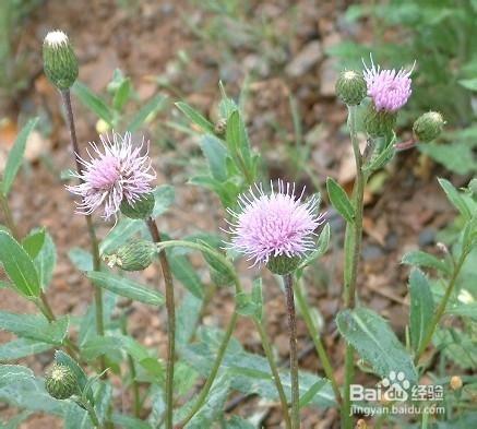 流鼻血吃什麼藥好？