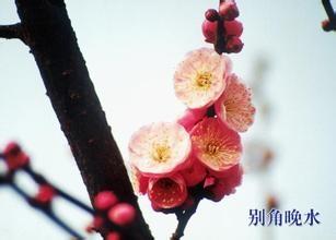 南京梅花山的梅花開了嗎？