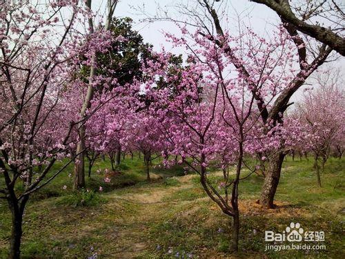 南京梅花山的梅花開了嗎？
