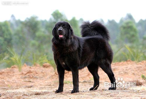 藏獒犬多少錢