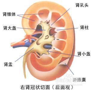 經常腎痛怎麼辦