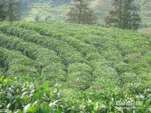 生熟普洱茶可以一起泡來喝嗎