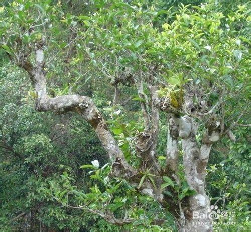 生熟普洱茶可以一起泡來喝嗎