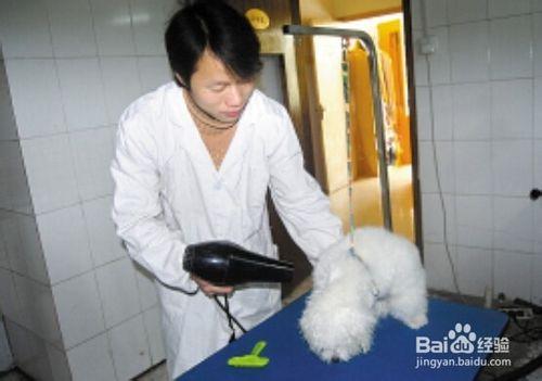 入門寵物美容師（C級）學習什麼技能
