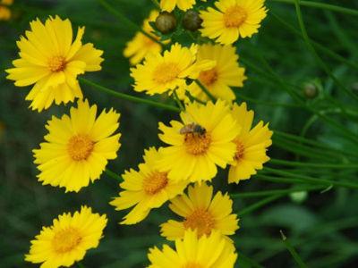 5朵花綻放夏日肌膚