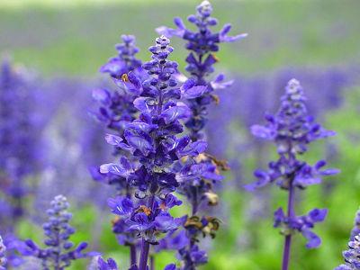 5朵花綻放夏日肌膚