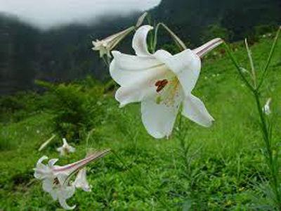 5朵花綻放夏日肌膚