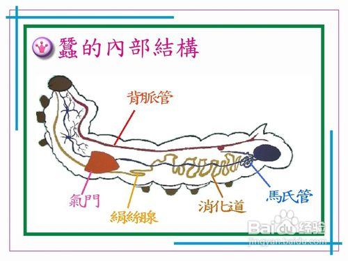 蠶寶寶怎麼分公母