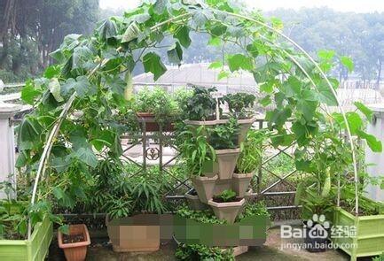 怎麼給植物遮陽