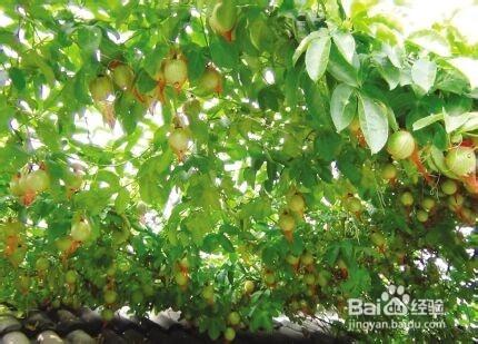 怎麼給植物遮陽