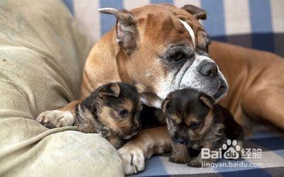 養狗達人課堂：寵物狗生產後要怎麼護理和照顧？