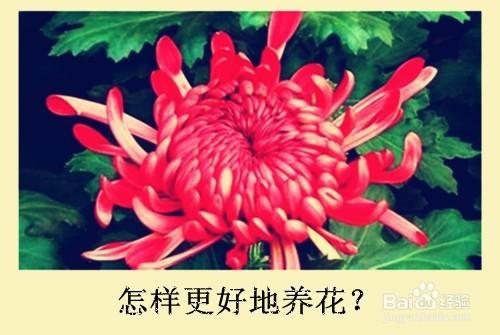 怎樣更好地養花？