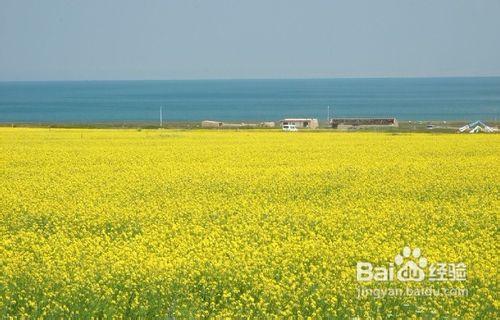 春季旅遊好去處，春季旅遊景點推薦