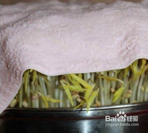 手把手教你如何發豆芽菜 遠離毒豆芽