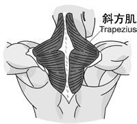 背部肌肉群介紹及重要性