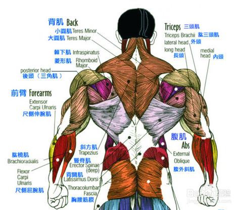 背部肌肉群介紹及重要性