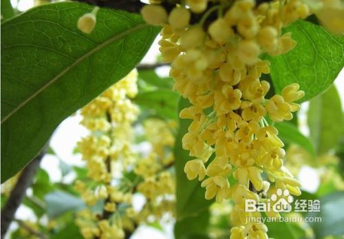 桂花病蟲害怎麼樣防治