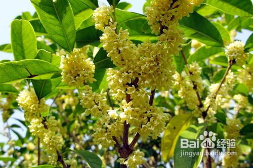 桂花病蟲害怎麼樣防治